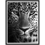 Load image into Gallery viewer, Leopard&#39;s Gaze Photograph Wall Art Print
