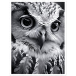 Load image into Gallery viewer, Intense Gaze: Owl Photograph Wall Art Print