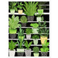 Vibrant Green House Plants in Monochrome Pots Wall Art Print