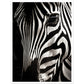 Close-up Zebra Photograph Wall Art Print