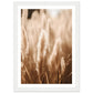 Hazy Pampas Close-Up Photograph Wall Art Print