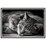 Load image into Gallery viewer, Tranquil Duo - Sleeping Cats Photograph Wall Art Print
