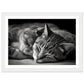 Tranquil Duo - Sleeping Cats Photograph Wall Art Print