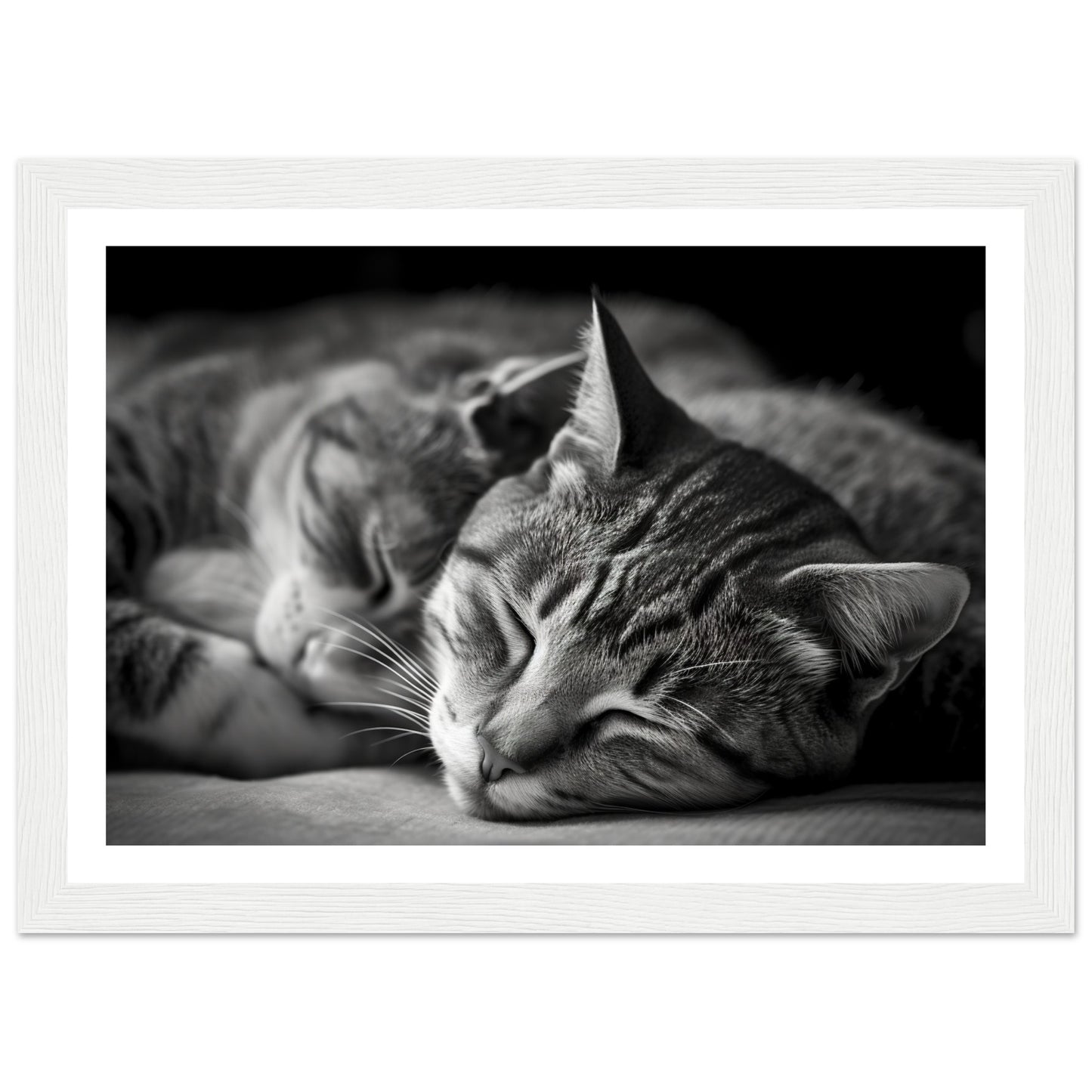 Tranquil Duo - Sleeping Cats Photograph Wall Art Print