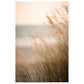 Hazy Beach Grass Close-Up Photograph Wall Art Print