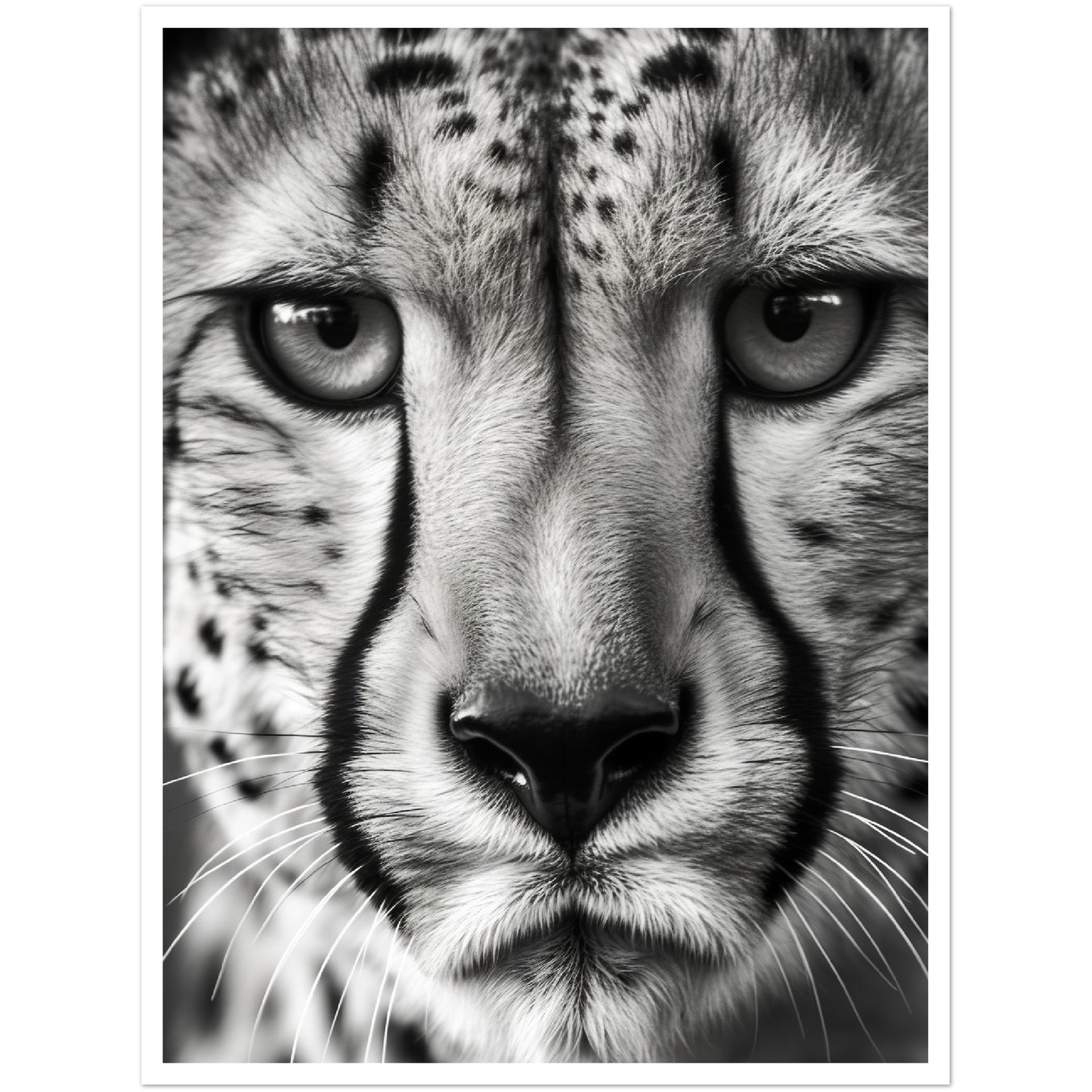 Cheetah's Gaze Photograph Wall Art Print