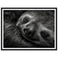 Sleeping Sloth Photograph Wall Art Print