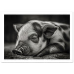 Load image into Gallery viewer, Black and White Sleeping Piglet Photograph Wall Art Print
