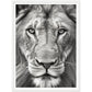 Lion Roar in Monochrome Photograph Wall Art Print