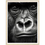 Load image into Gallery viewer, Wild Gaze Gorilla Photograph Wall Art Print
