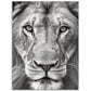 Lion Roar in Monochrome Photograph Wall Art Print