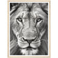 Lion Roar in Monochrome Photograph Wall Art Print