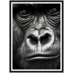 Load image into Gallery viewer, Wild Gaze Gorilla Photograph Wall Art Print
