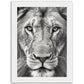 Lion Roar in Monochrome Photograph Wall Art Print