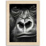 Load image into Gallery viewer, Wild Gaze Gorilla Photograph Wall Art Print