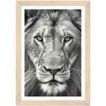 Load image into Gallery viewer, Lion Roar in Monochrome Photograph Wall Art Print