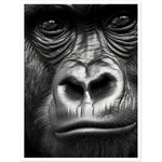 Load image into Gallery viewer, Wild Gaze Gorilla Photograph Wall Art Print
