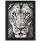 Lion Roar in Monochrome Photograph Wall Art Print